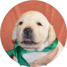 男の子(グリーン母犬グラス)